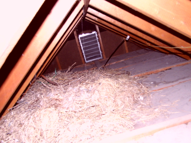 What kind of critter made this huge nest in a Willowick attic?